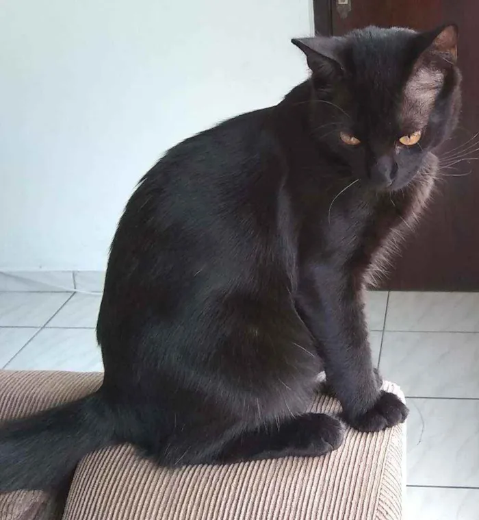 Gato ra a SRD idade 7 a 11 meses nome Alejandro