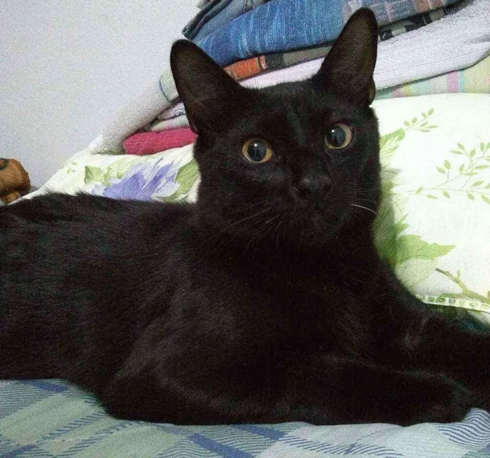Gato ra a SRD idade 7 a 11 meses nome Alejandro