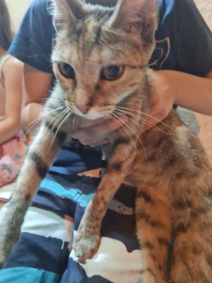 Gato ra a Sem raça  idade 2 a 6 meses nome Sem nome