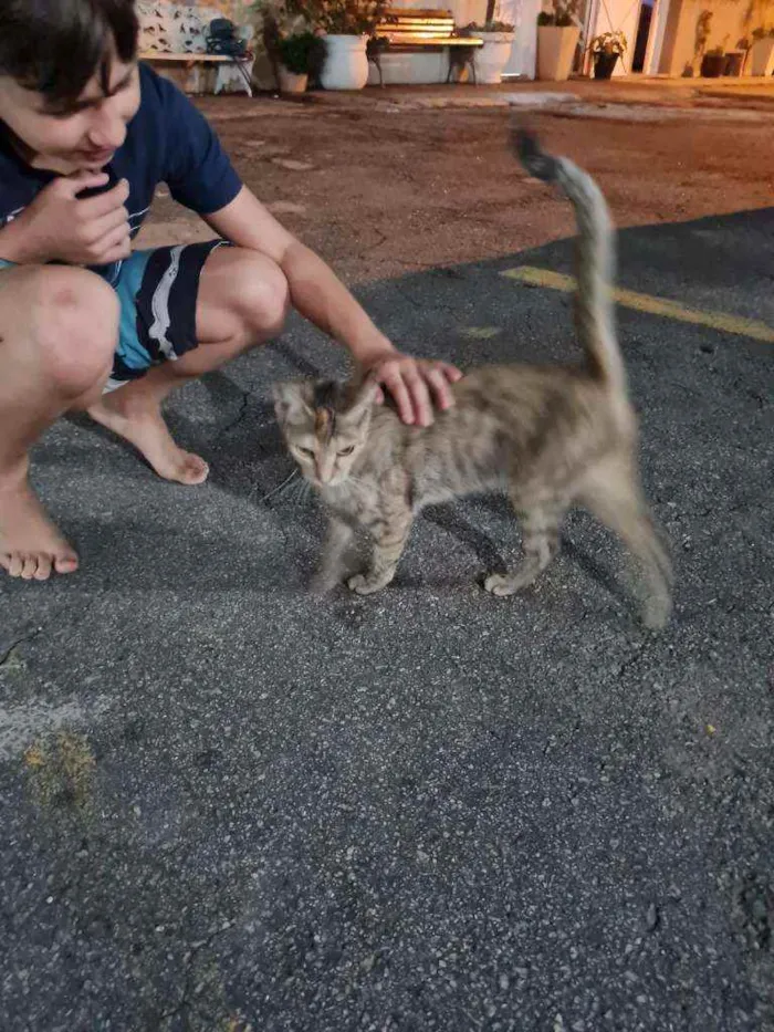 Gato ra a Sem raça  idade 2 a 6 meses nome Sem nome