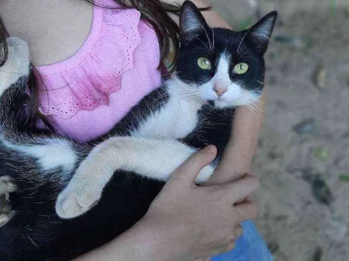 Gato raça Vira lata  idade 7 a 11 meses nome Tom 