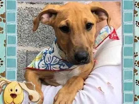 Cachorro raça SRD-ViraLata idade 2 a 6 meses nome Iris