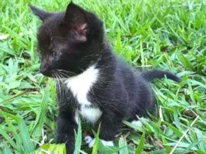 Gato raça Desconhecido  idade Abaixo de 2 meses nome Nala