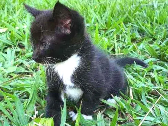 Gato ra a Desconhecido  idade Abaixo de 2 meses nome Nala