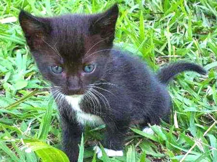 Gato ra a Desconhecido  idade Abaixo de 2 meses nome Nala