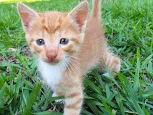 Gato raça Desconhecido  idade Abaixo de 2 meses nome Caramelo