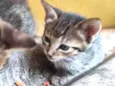 3 Gatos