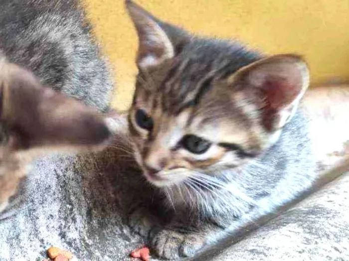 Gato ra a  idade Abaixo de 2 meses nome 3 Gatos