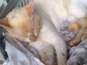 Gato raça  idade 1 ano nome Sem nome
