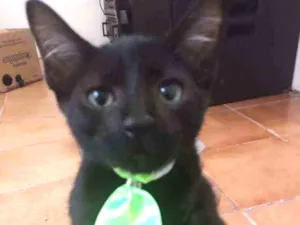 Gato raça Srd idade 2 a 6 meses nome Cosme