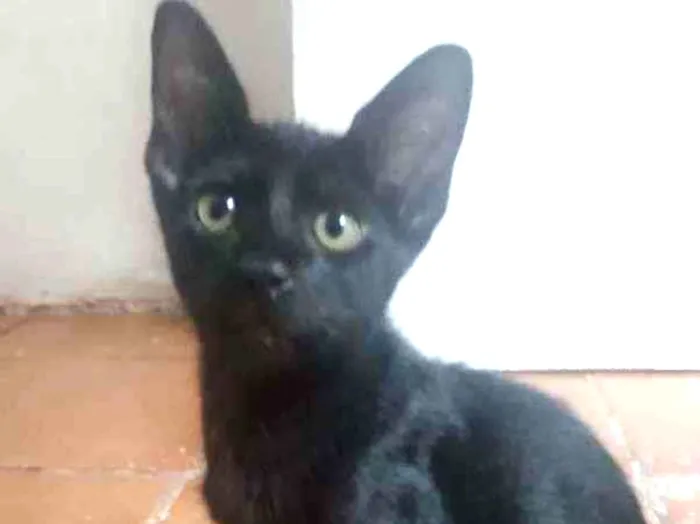 Gato raça Srd idade 2 a 6 meses nome Damião