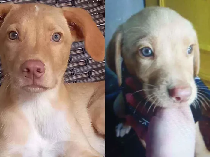 Cachorro raça Misturado  idade 2 a 6 meses nome Hobby 