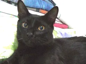 Gato raça SRD idade 7 a 11 meses nome Alejandro