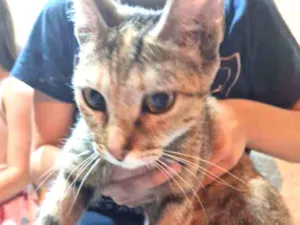 Gato raça Sem raça  idade 2 a 6 meses nome Sem nome
