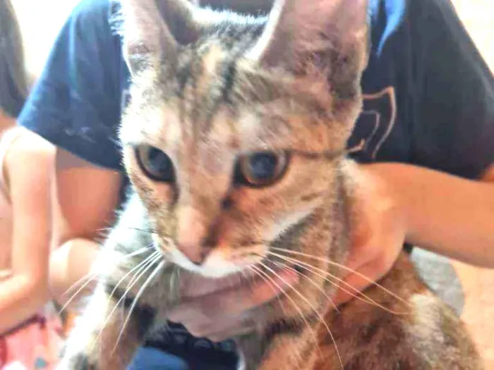 Gato ra a Sem raça  idade 2 a 6 meses nome Sem nome