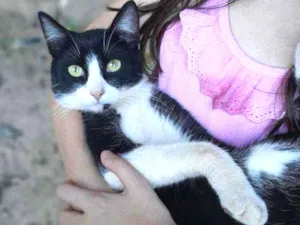 Gato raça Vira lata  idade 7 a 11 meses nome Tom 