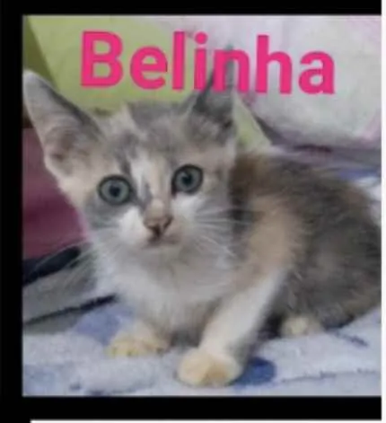 Gato ra a SRD idade 2 a 6 meses nome Belinha 