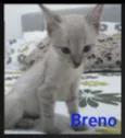 Breno 