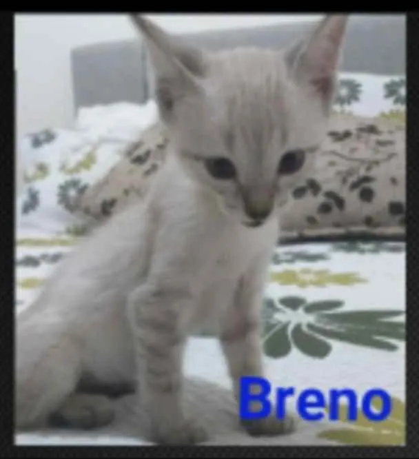 Gato ra a SRD idade 2 a 6 meses nome Breno 