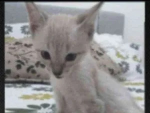 Gato raça SRD idade 2 a 6 meses nome Breno 