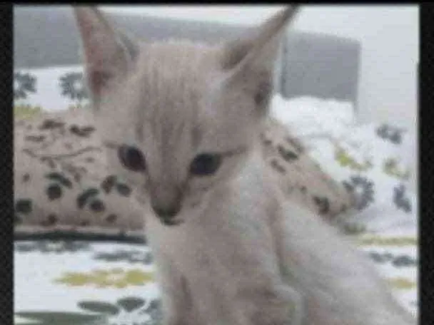 Gato ra a SRD idade 2 a 6 meses nome Breno 