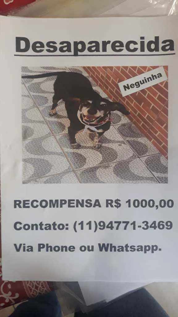 Cachorro ra a Vira lata idade 6 ou mais anos nome Neguinha