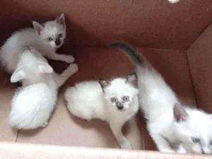 Gato raça Gatos idade Abaixo de 2 meses nome Gatos