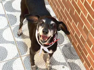 Cachorro raça Vira lata idade 6 ou mais anos nome Neguinha