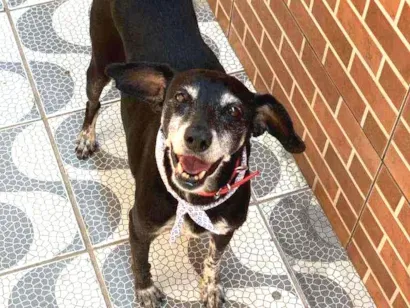 Cachorro raça Vira lata idade 6 ou mais anos nome Neguinha