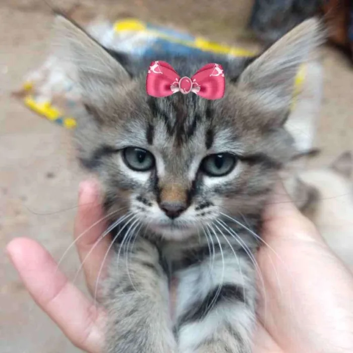 Gato raça SRD idade 2 a 6 meses nome Nicole 