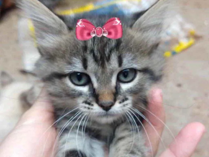 Gato raça SRD idade 2 a 6 meses nome Nicole 