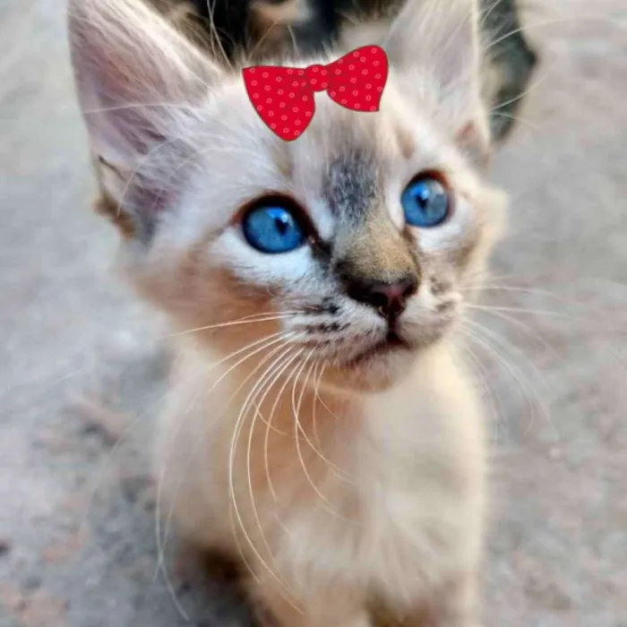 Gato ra a SRD  idade 2 a 6 meses nome Cristal 