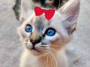 Gato raça SRD  idade 2 a 6 meses nome Cristal 