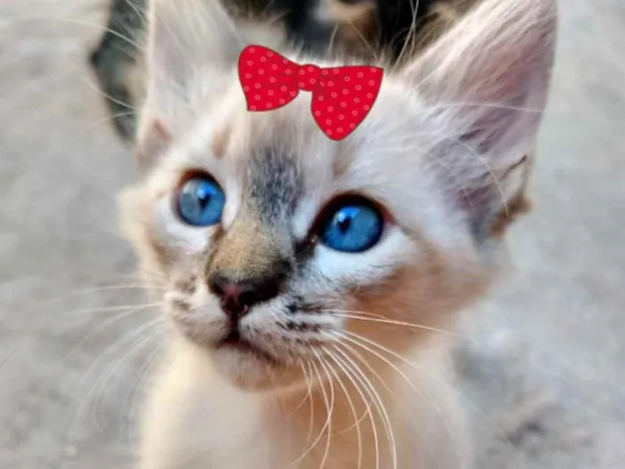 Gato ra a SRD  idade 2 a 6 meses nome Cristal 