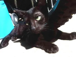 Gato raça  idade 2 a 6 meses nome Lillo e Sthit