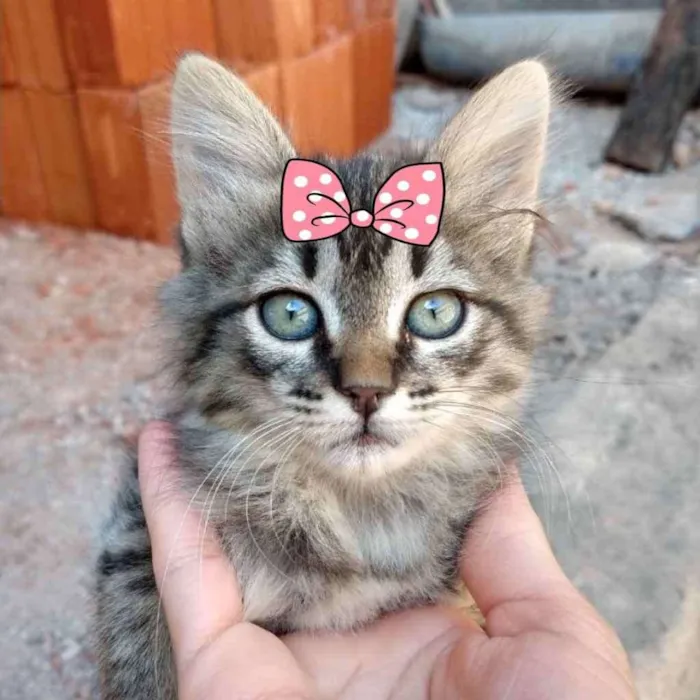 Gato ra a SRD  idade 2 a 6 meses nome Jade 