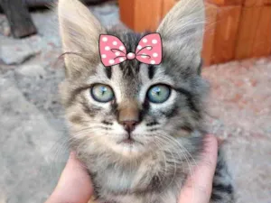 Gato raça SRD  idade 2 a 6 meses nome Jade 
