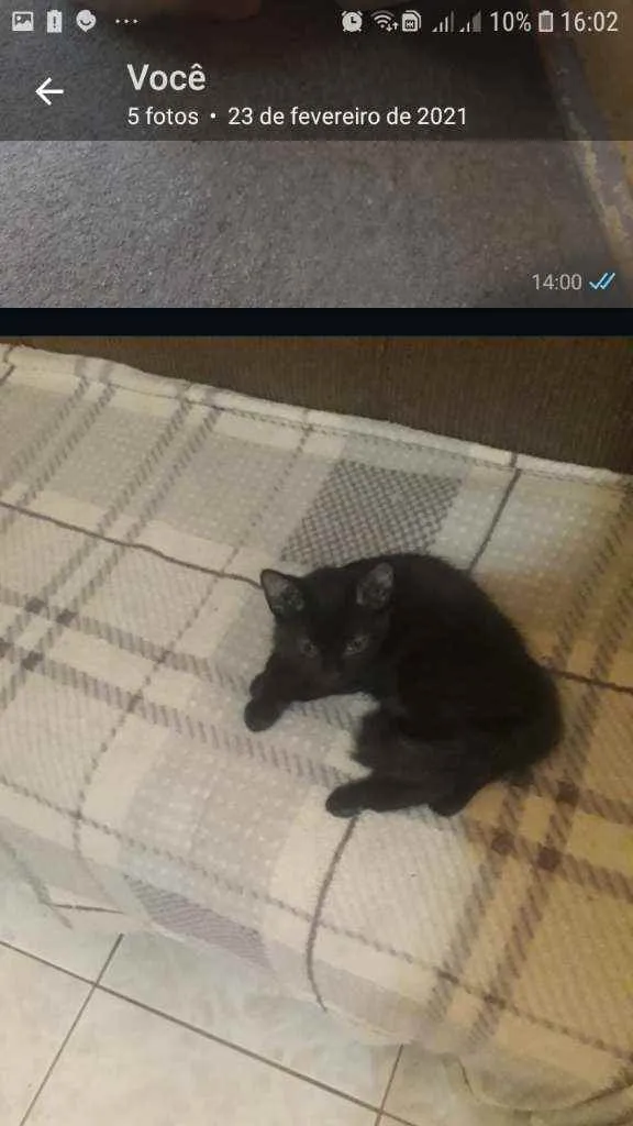 Gato raça Srd idade 2 a 6 meses nome Molly