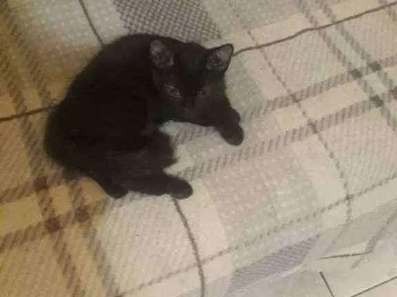 Gato raça Srd idade 2 a 6 meses nome Molly