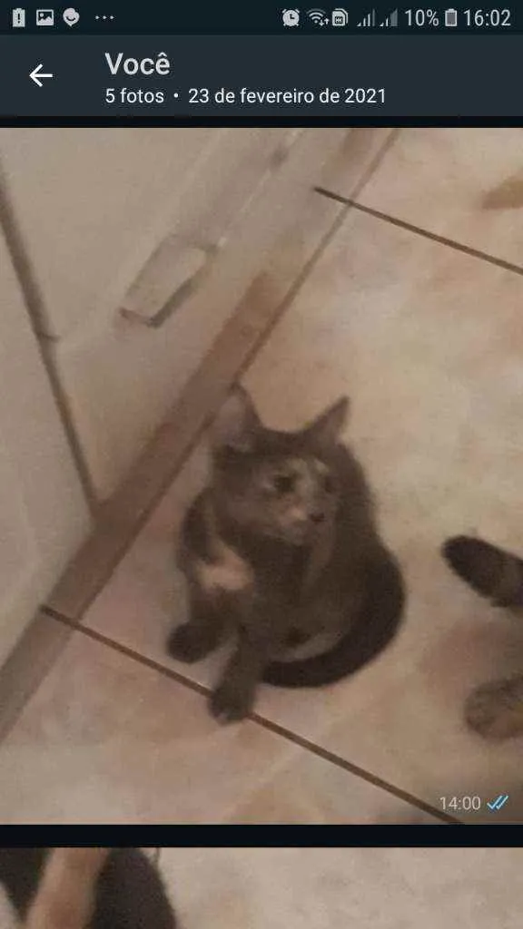 Gato raça Srd idade 2 a 6 meses nome Mille