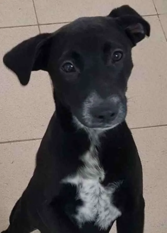 Cachorro raça Vira lata  idade 7 a 11 meses nome Bebel