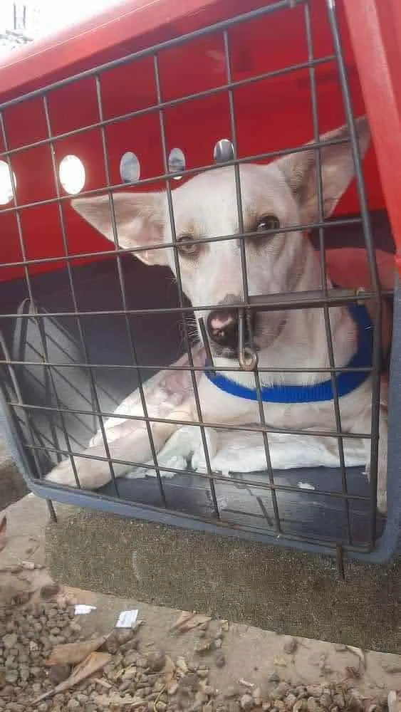 Cachorro ra a Srd idade 1 ano nome Sem nome
