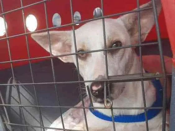 Cachorro ra a Srd idade 1 ano nome Sem nome