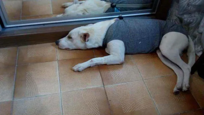 Cachorro ra a Srd idade 1 ano nome Sem nome