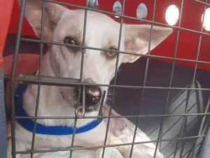 Cachorro raça Srd idade 1 ano nome Sem nome