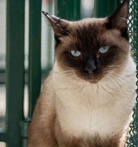 Gato raça Vira lata  idade 3 anos nome Tarzan