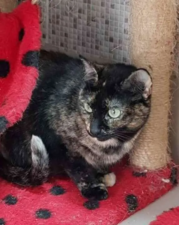 Gato raça Vira lata  idade 3 anos nome Zinha 