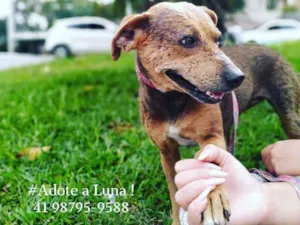Cachorro raça Sem raça  idade 2 anos nome Luna