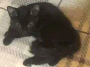 Gato raça Srd idade 2 a 6 meses nome Molly