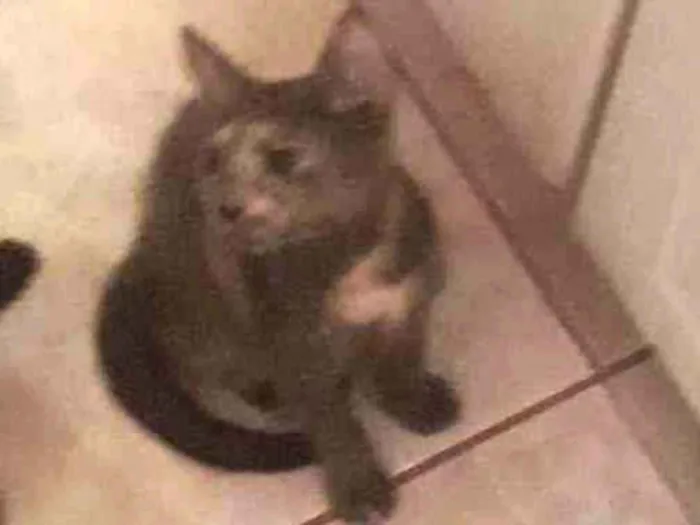 Gato raça Srd idade 2 a 6 meses nome Mille